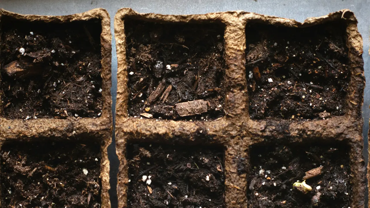 seed germination cells with soil