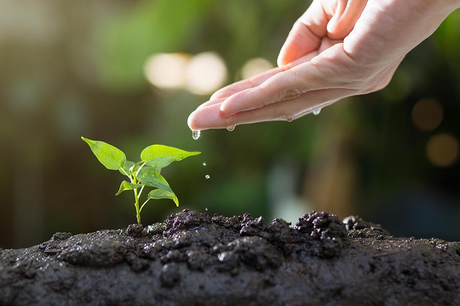 A hand slowly dripping water onto a small plant, peeking out of wet soil